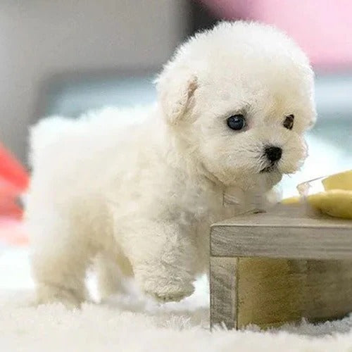 Stuffed Puppy Toy, Interactive Pet for Kids