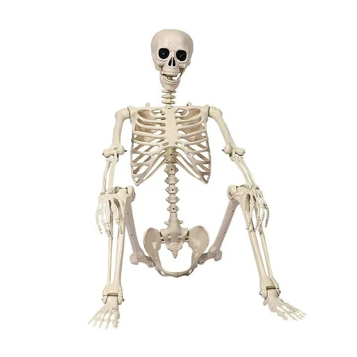 Anatomical Skeleton Decoration, Life-Size